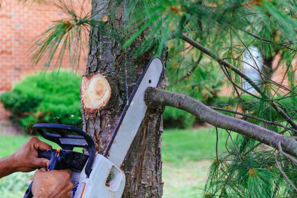 Best Tree Stump Removal  in Edmond, OK